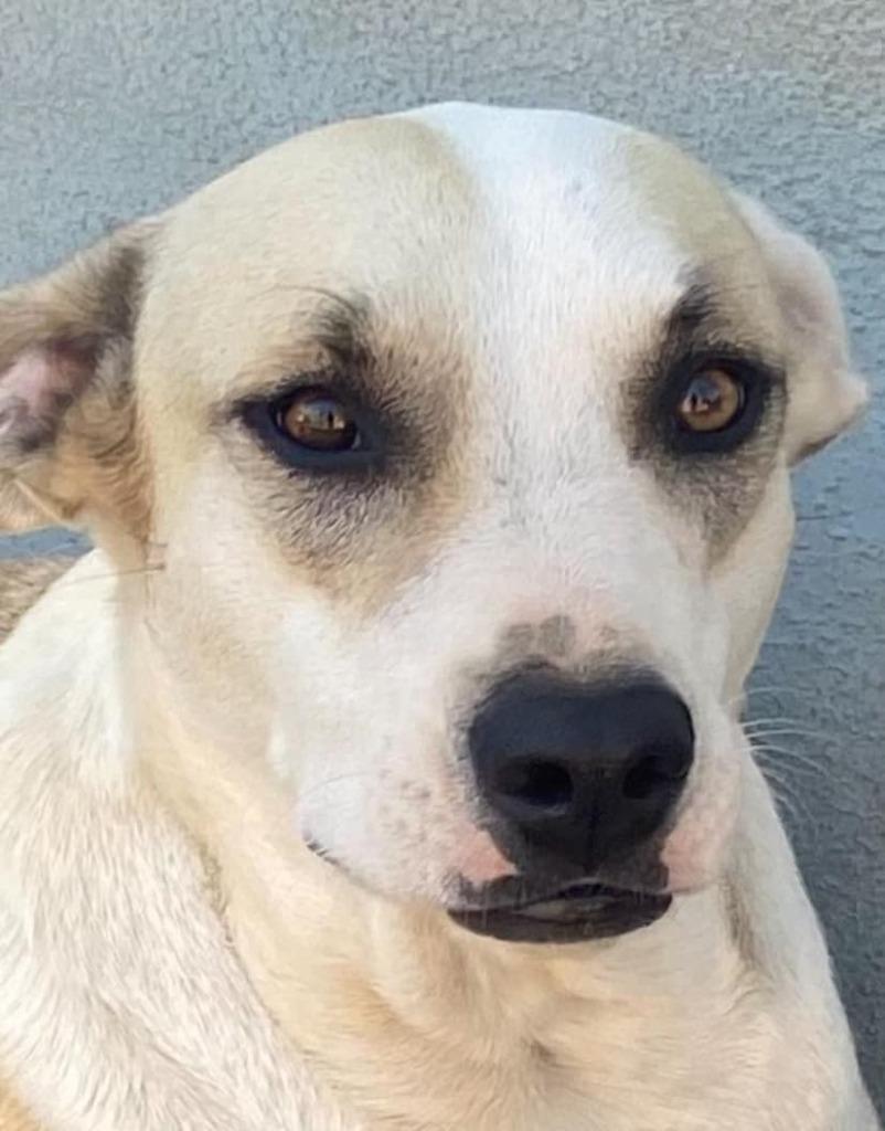 Enlarge Maggie, a Adoptable mixed breed in Corral del Risco, NAY image 6/6