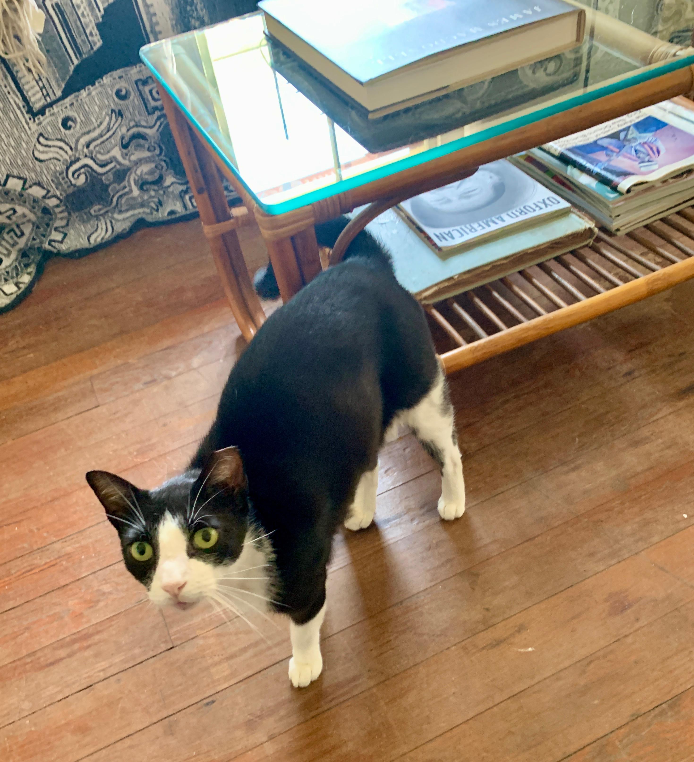 Enlarge Mook, a Adoptable Tuxedo in New Orleans, LA image 3/3