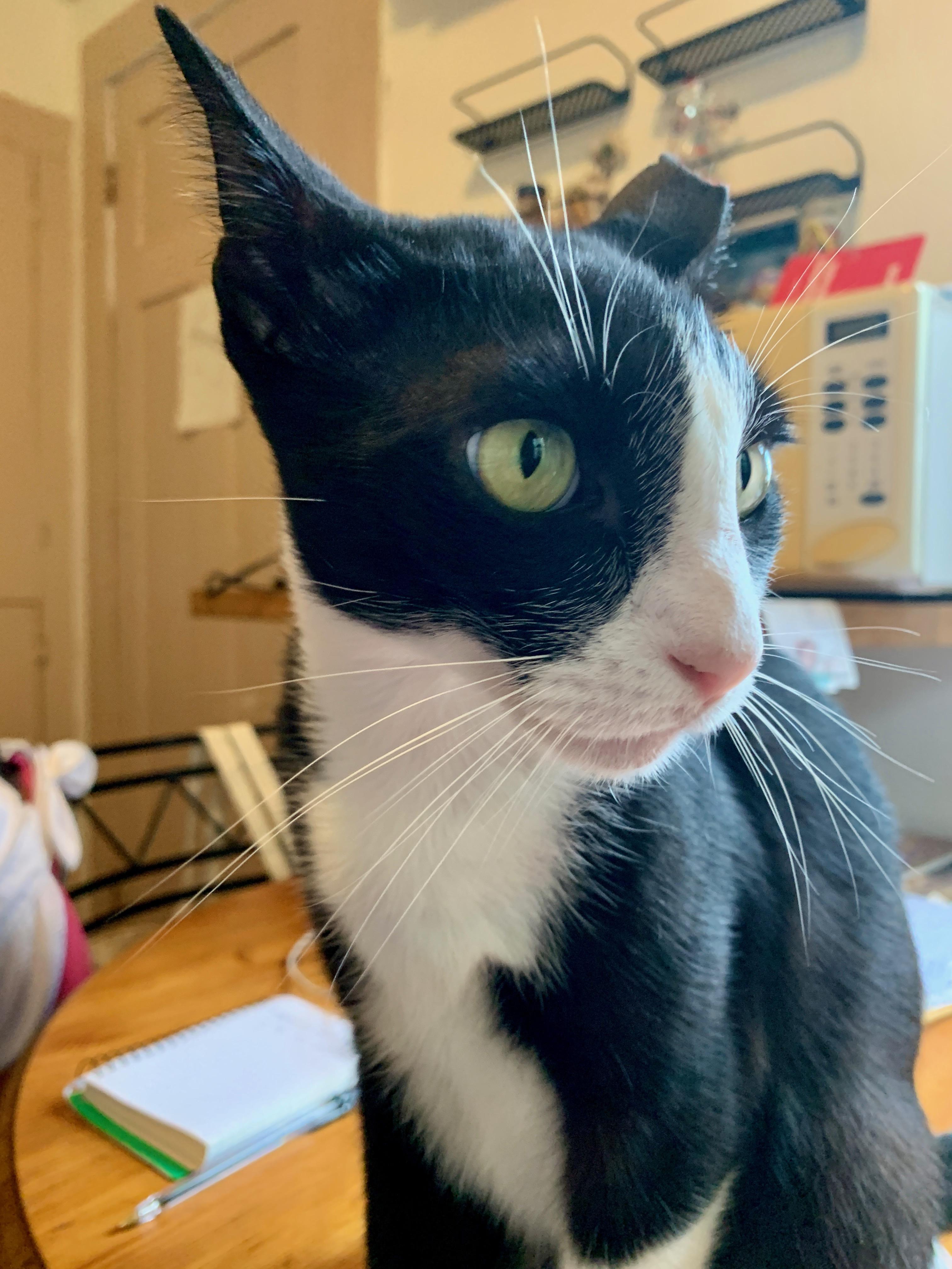 Enlarge Mook—--URGENT, a Adoptable Tuxedo in New Orleans, LA image 5/5