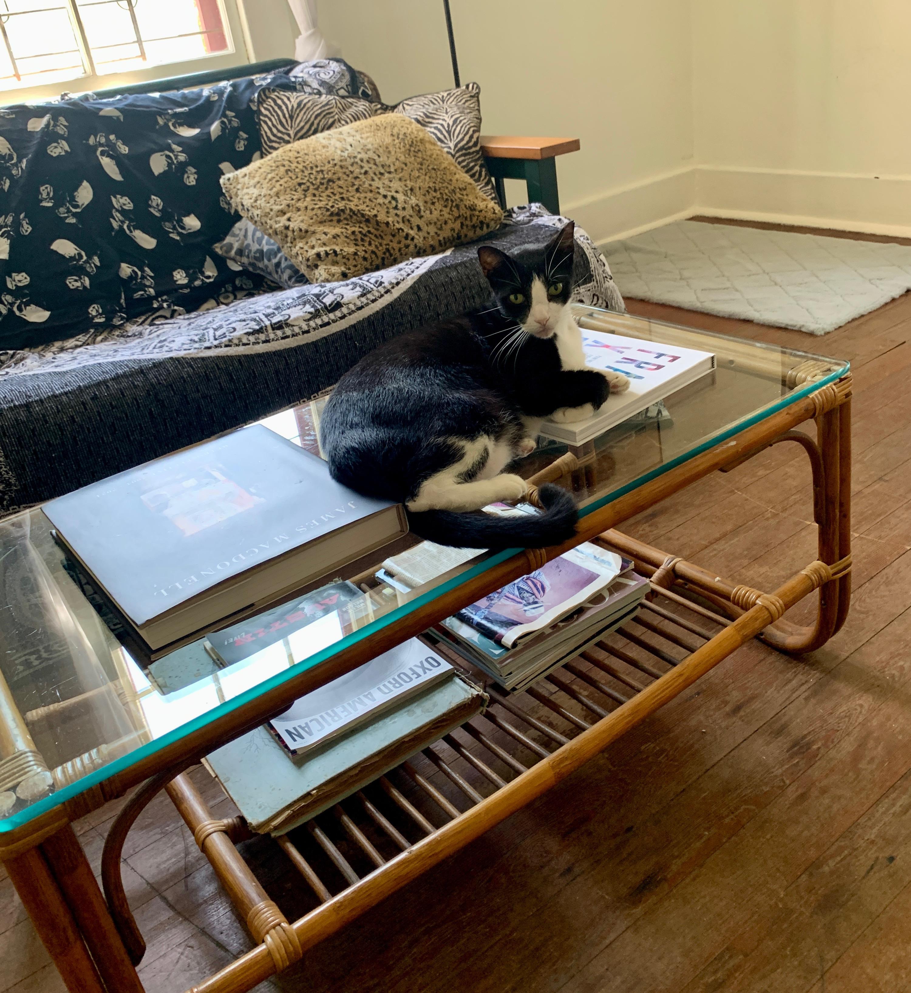 Enlarge Mook, a Adoptable Tuxedo in New Orleans, LA image 2/3