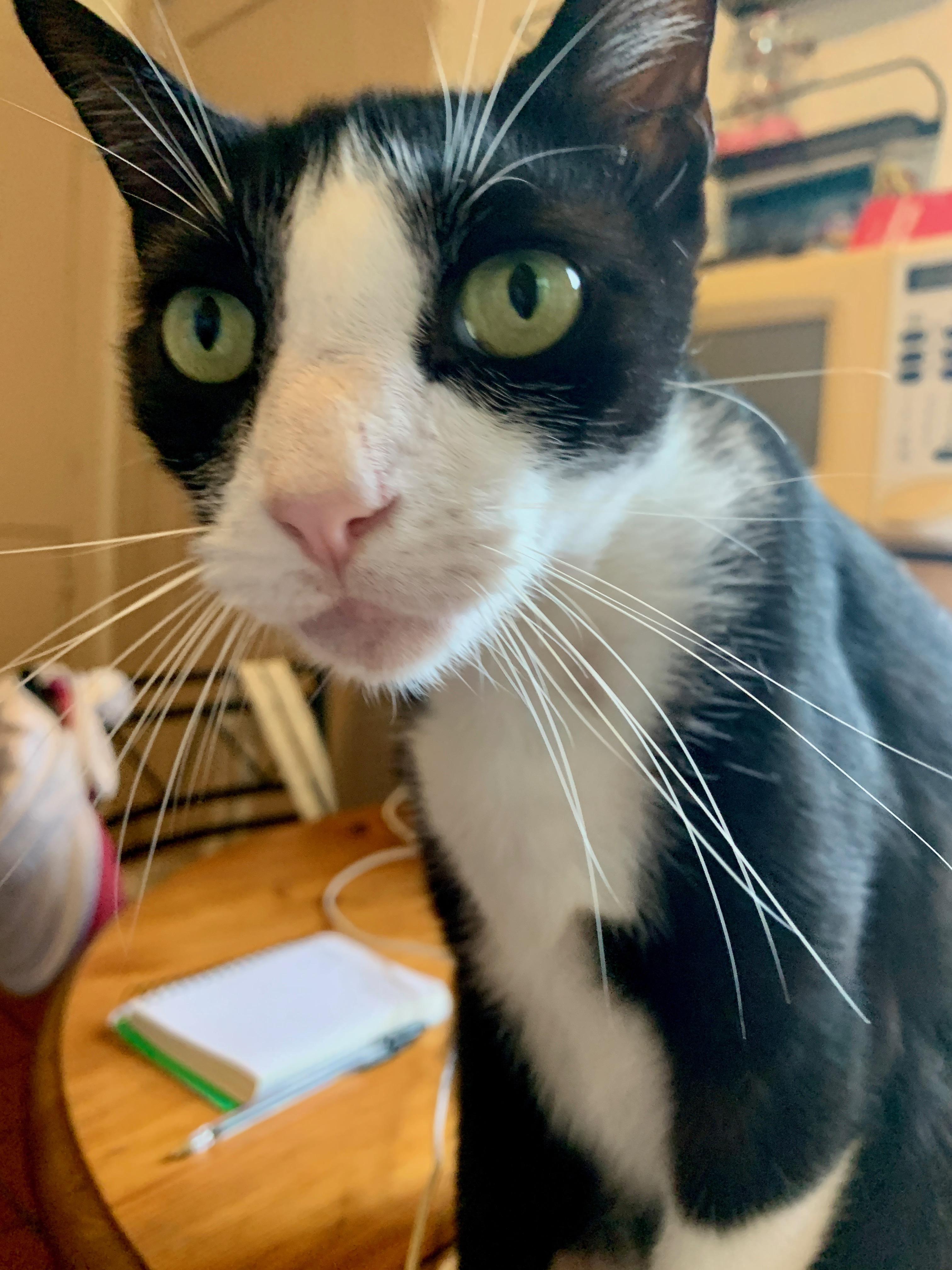Enlarge Mook—--URGENT, a Adoptable Tuxedo in New Orleans, LA image 2/5