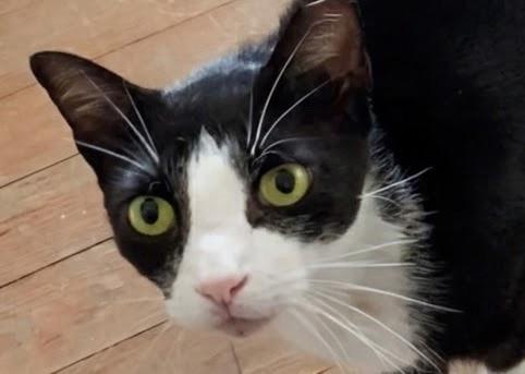 Mook, Adoptable, Adult Male Tuxedo.