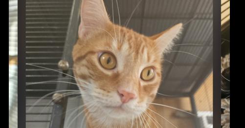 Enlarge Theo, a Adoptable Domestic Short Hair in Thatcher, AZ image 1/1