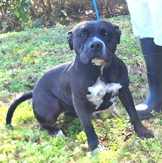 Enlarge 252034  Tango, a Adoptable American Bulldog in Wetumpka, AL image 1/3