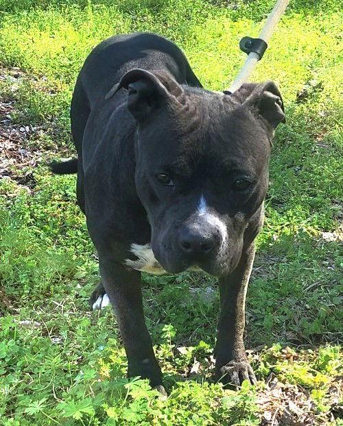 Enlarge 252034  Tango, a Adoptable American Bulldog in Wetumpka, AL image 2/3