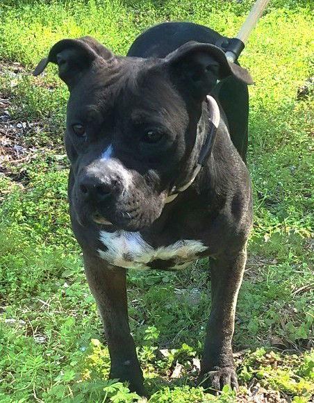 Enlarge 252034  Tango, a Adoptable American Bulldog in Wetumpka, AL image 3/3