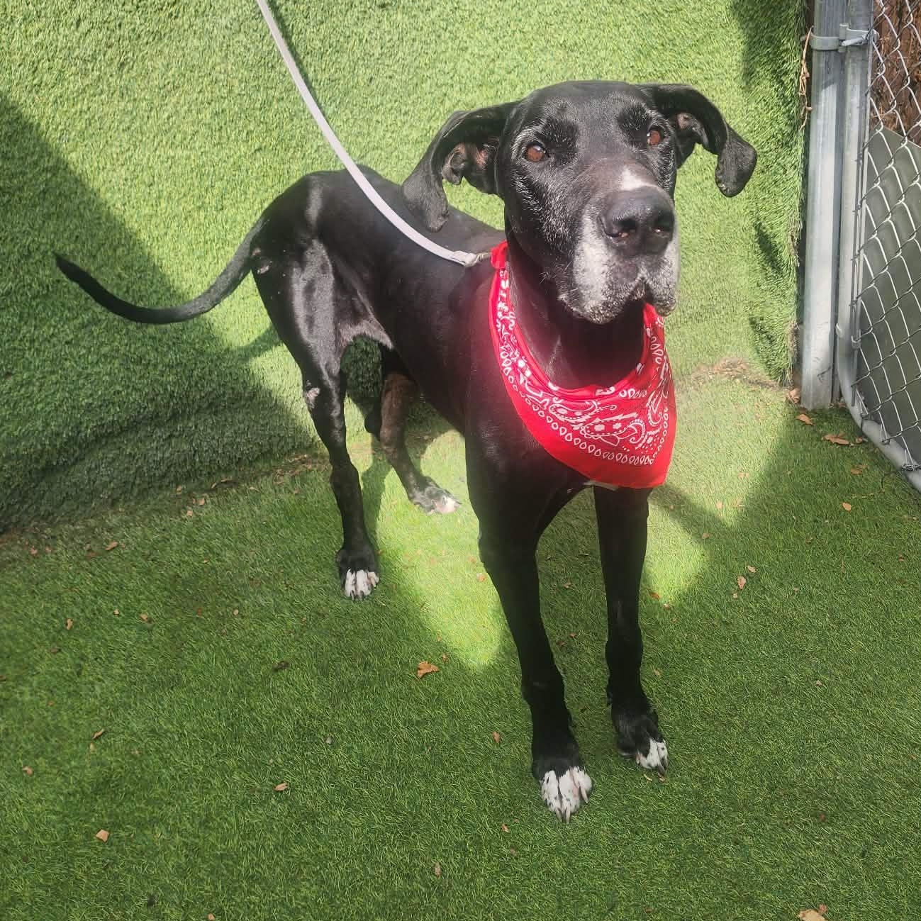 Blossom, adopted, Adult Female Great Dane.