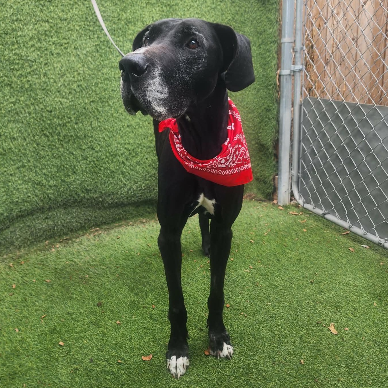 Enlarge Blossom, an adopted Great Dane in Cedar Rapids, IA image 2/6