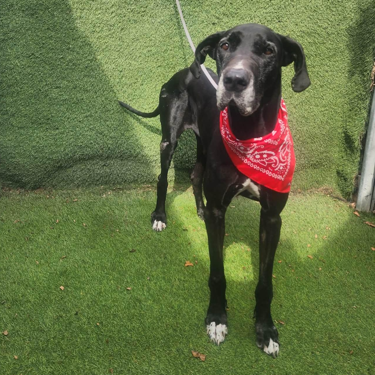 Enlarge Blossom, an adopted Great Dane in Cedar Rapids, IA image 6/6