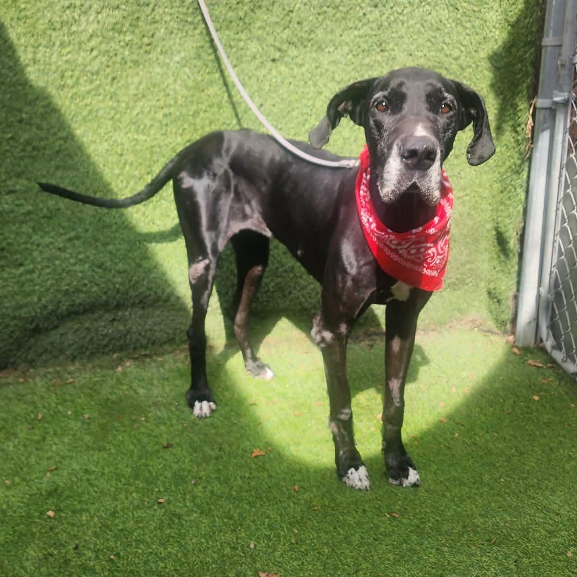 Enlarge Blossom, an adopted Great Dane in Cedar Rapids, IA image 4/6