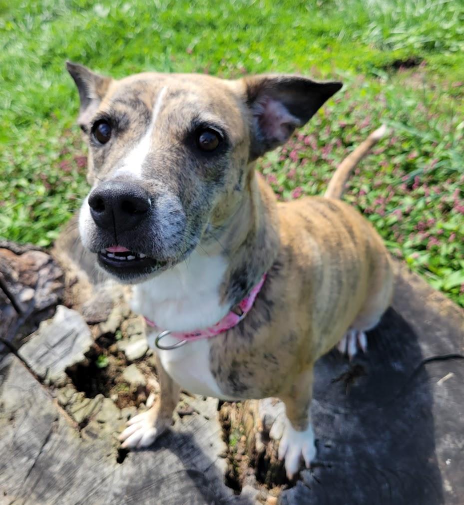 Enlarge Kendall, a Adoptable mixed breed in Lisbon, OH image 3/4