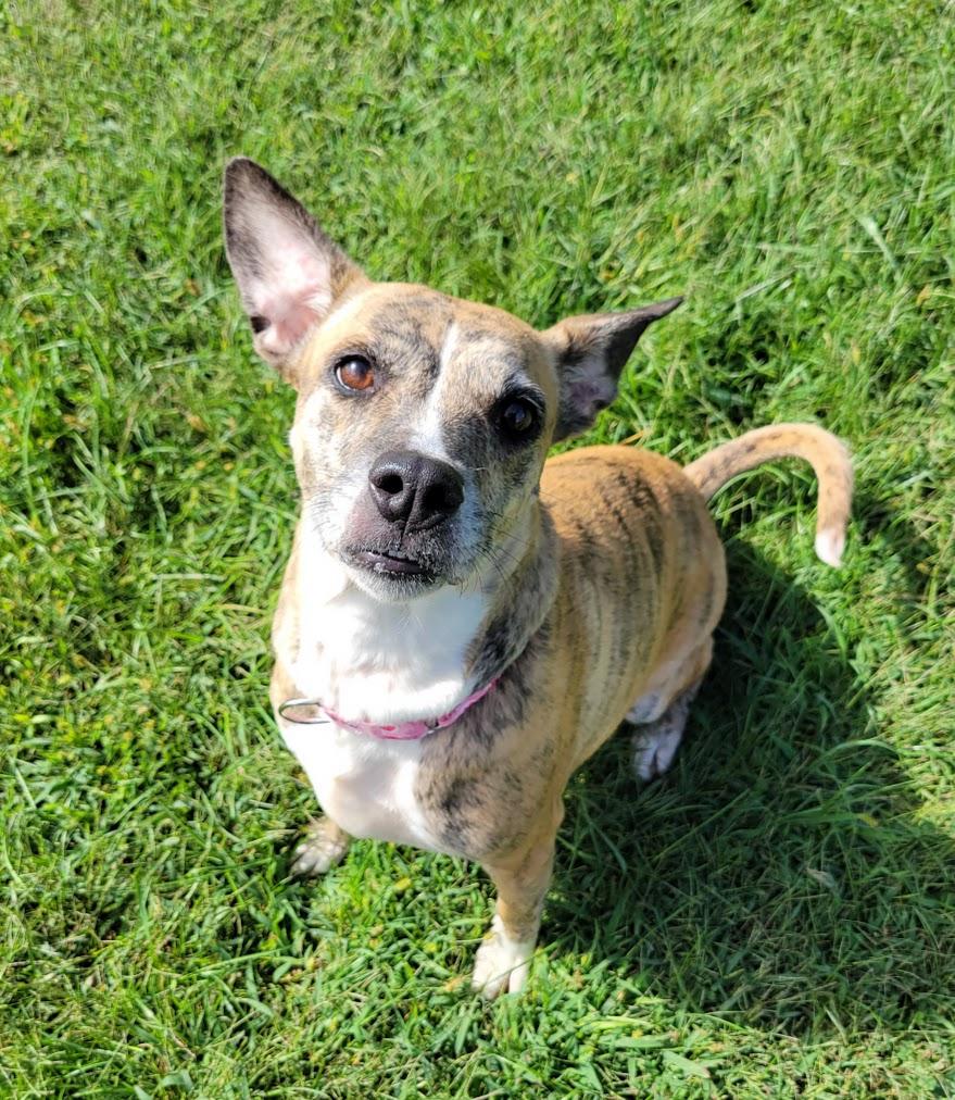 Enlarge Kendall, a Adoptable mixed breed in Lisbon, OH image 1/4