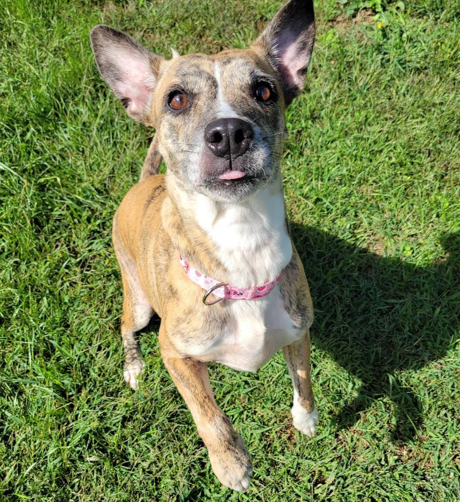 Enlarge Kendall, a Adoptable mixed breed in Lisbon, OH image 2/4