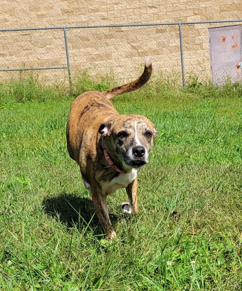 Enlarge Kendall, a Adoptable mixed breed in Lisbon, OH image 4/4