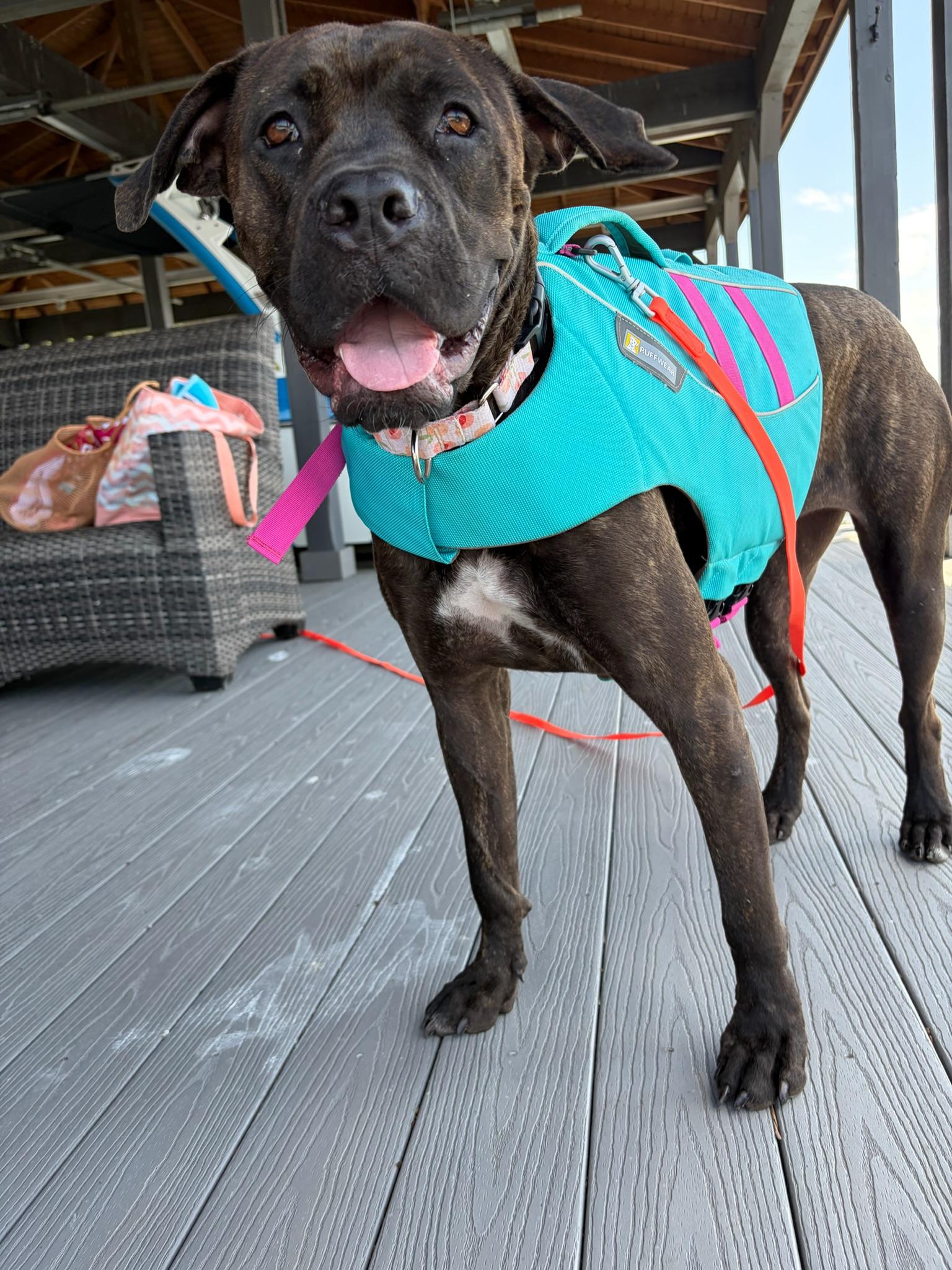 Enlarge Paloma, a Adoptable mixed breed in Downers Grove, IL image 2/6