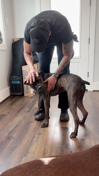 Enlarge Paloma, a Adoptable mixed breed in Downers Grove, IL video 6/6