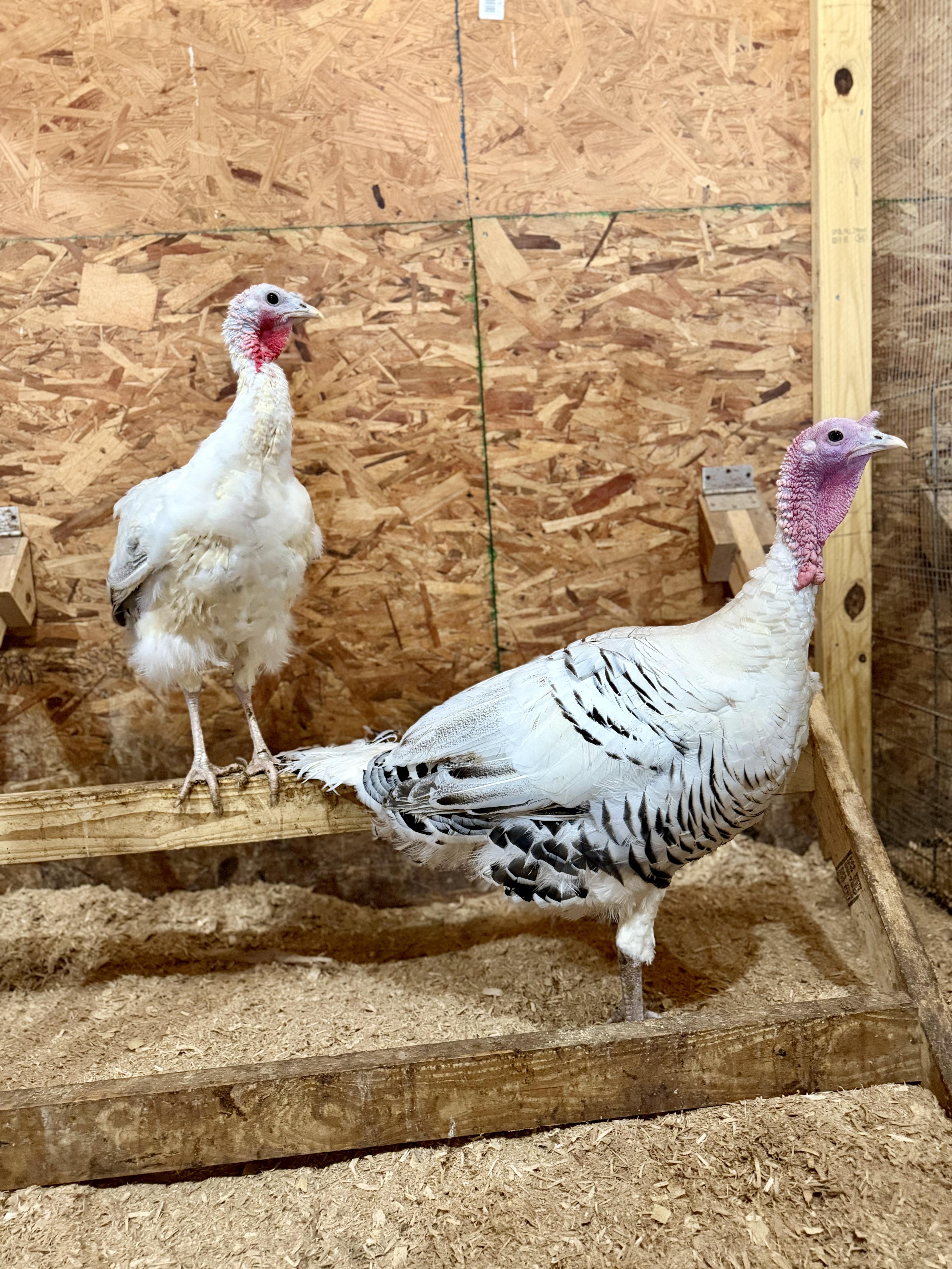 Enlarge Turkeys (1 Hen & 1 Tom), an adopted Turkey in Ravenna, OH image 1/1