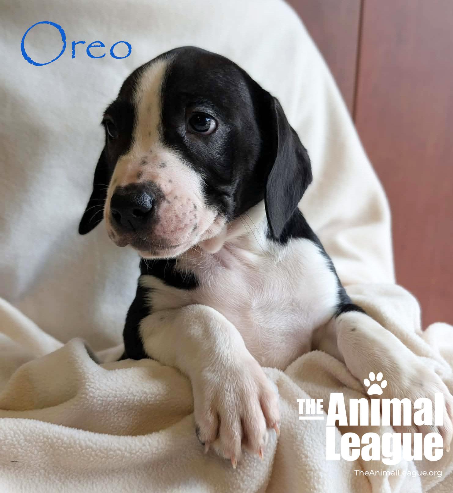 Enlarge Oreo, a ADOPTABLE mixed breed in Groveland, FL image 5/5