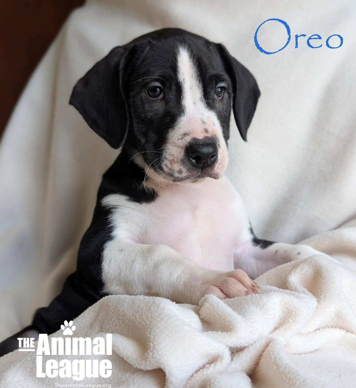 Enlarge Oreo, a ADOPTABLE mixed breed in Groveland, FL image 3/5