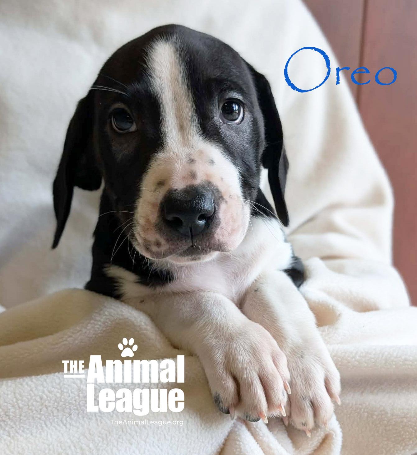 Enlarge Oreo, a ADOPTABLE mixed breed in Groveland, FL image 4/5