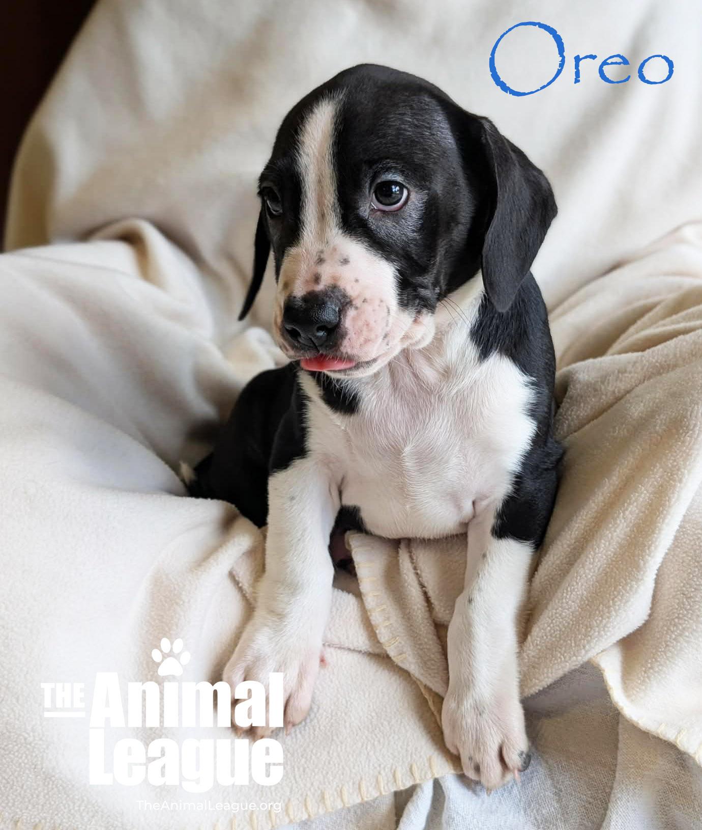 Enlarge Oreo, a ADOPTABLE mixed breed in Groveland, FL image 2/5