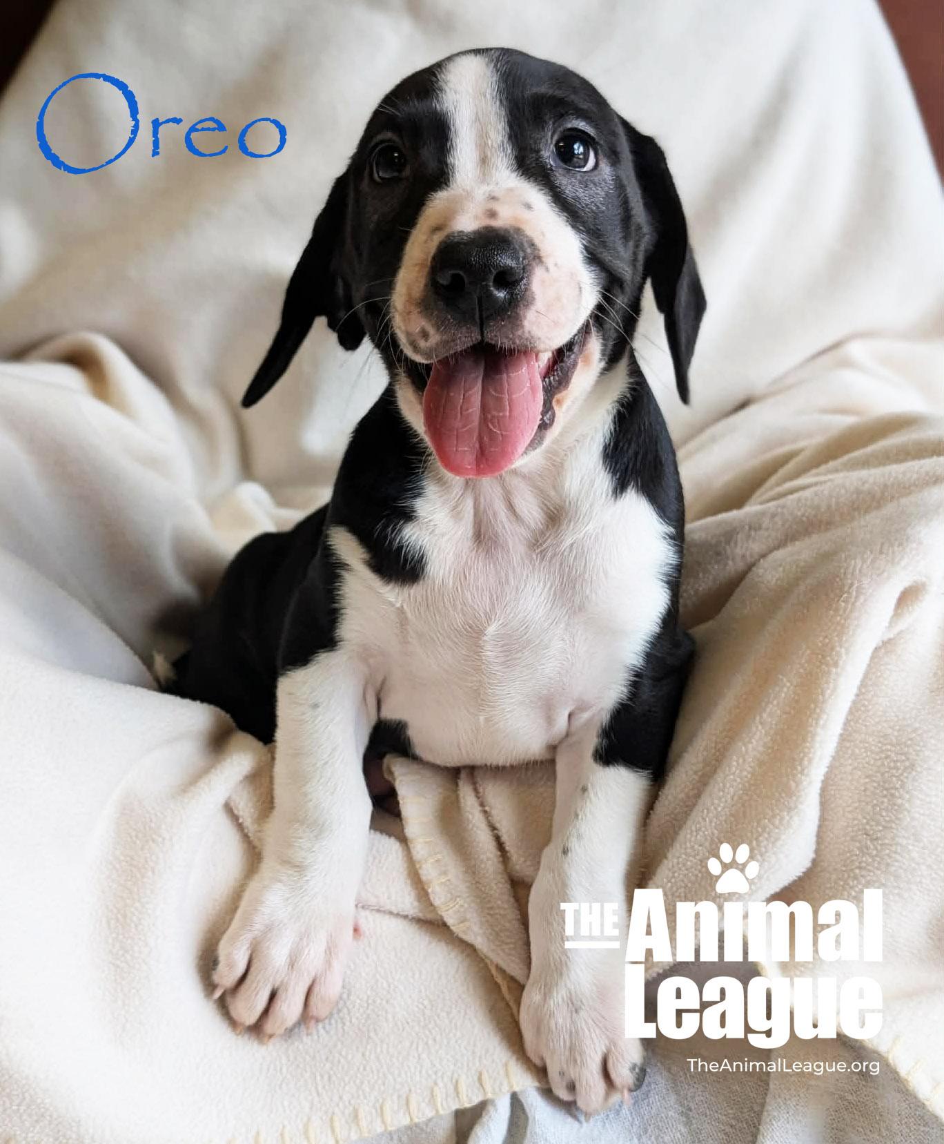 Oreo, ADOPTABLE, Puppy Male Beagle & Labrador Retriever.