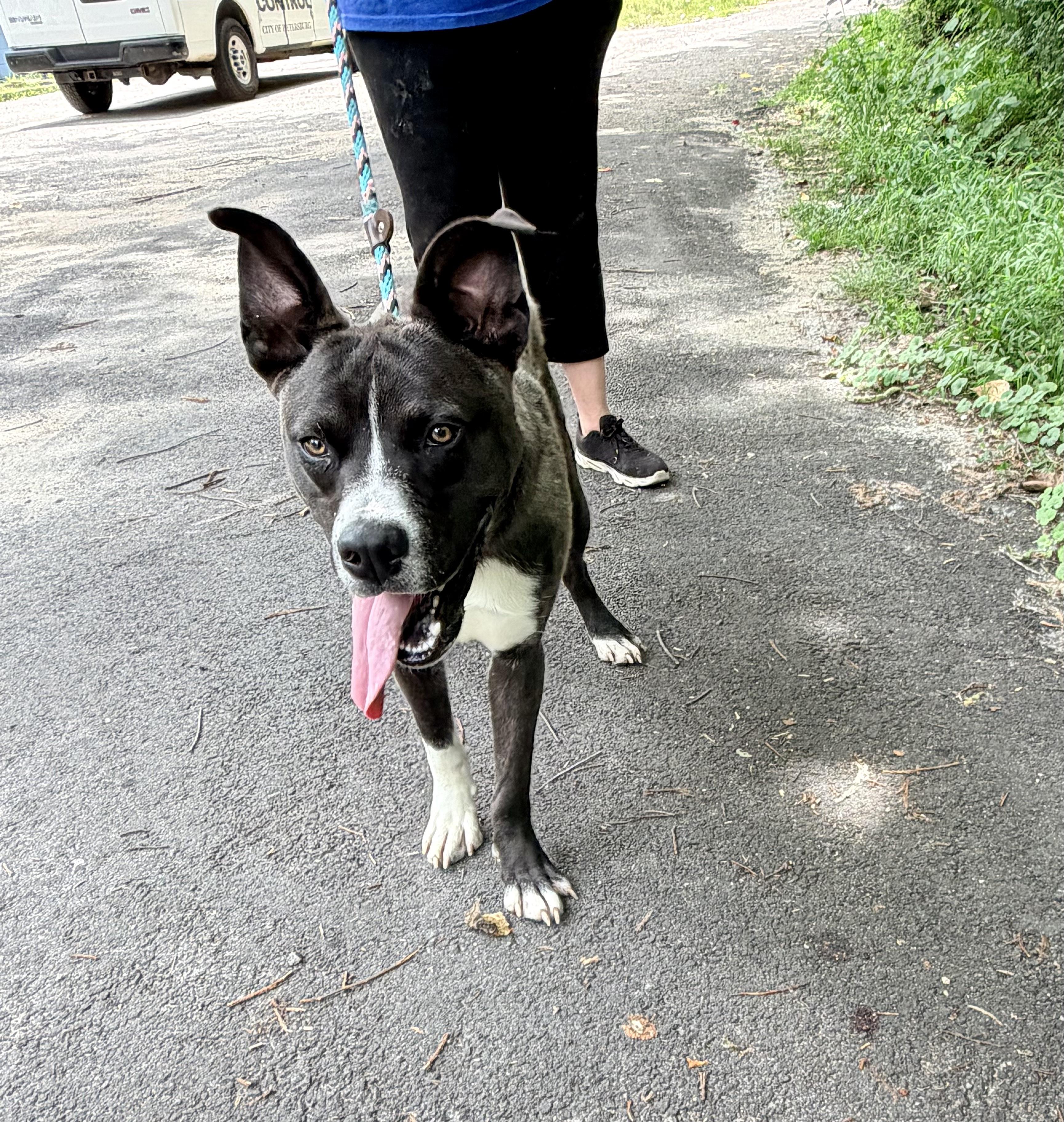 Enlarge Wally, a ADOPTABLE mixed breed in Petersburg, VA image 3/6