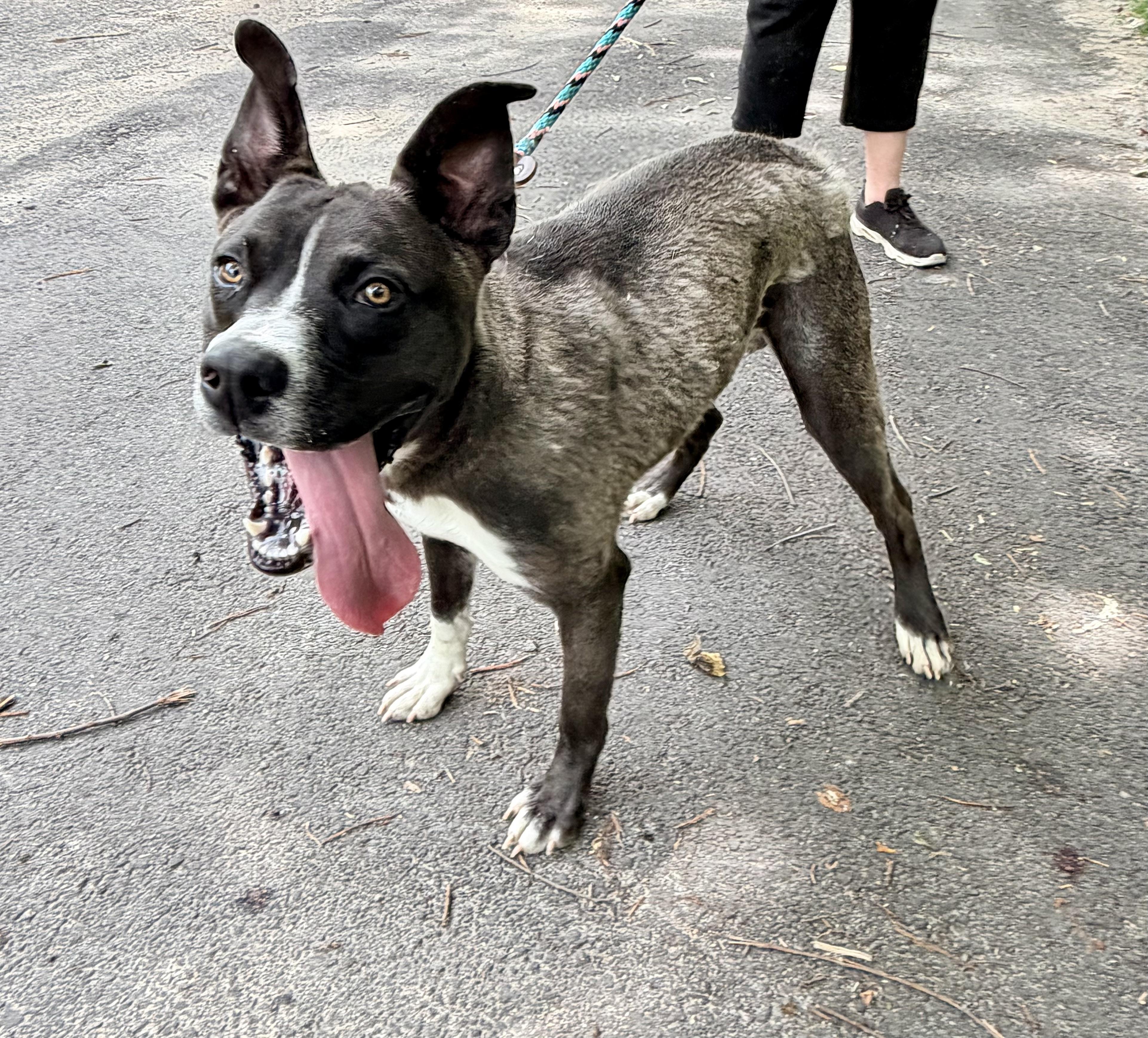 Enlarge Wally, a ADOPTABLE mixed breed in Petersburg, VA image 2/6