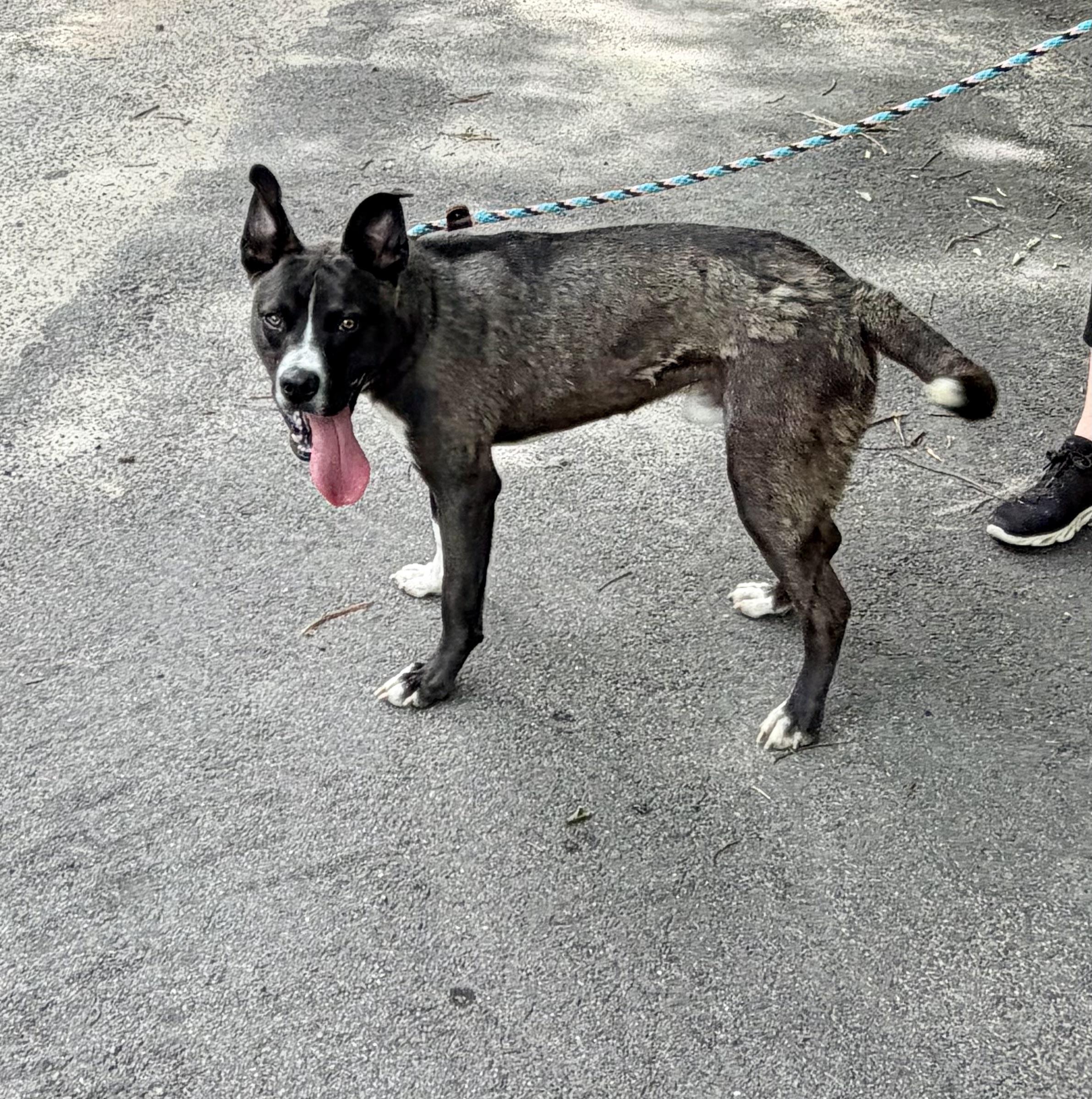 Enlarge Wally, a ADOPTABLE mixed breed in Petersburg, VA image 5/6