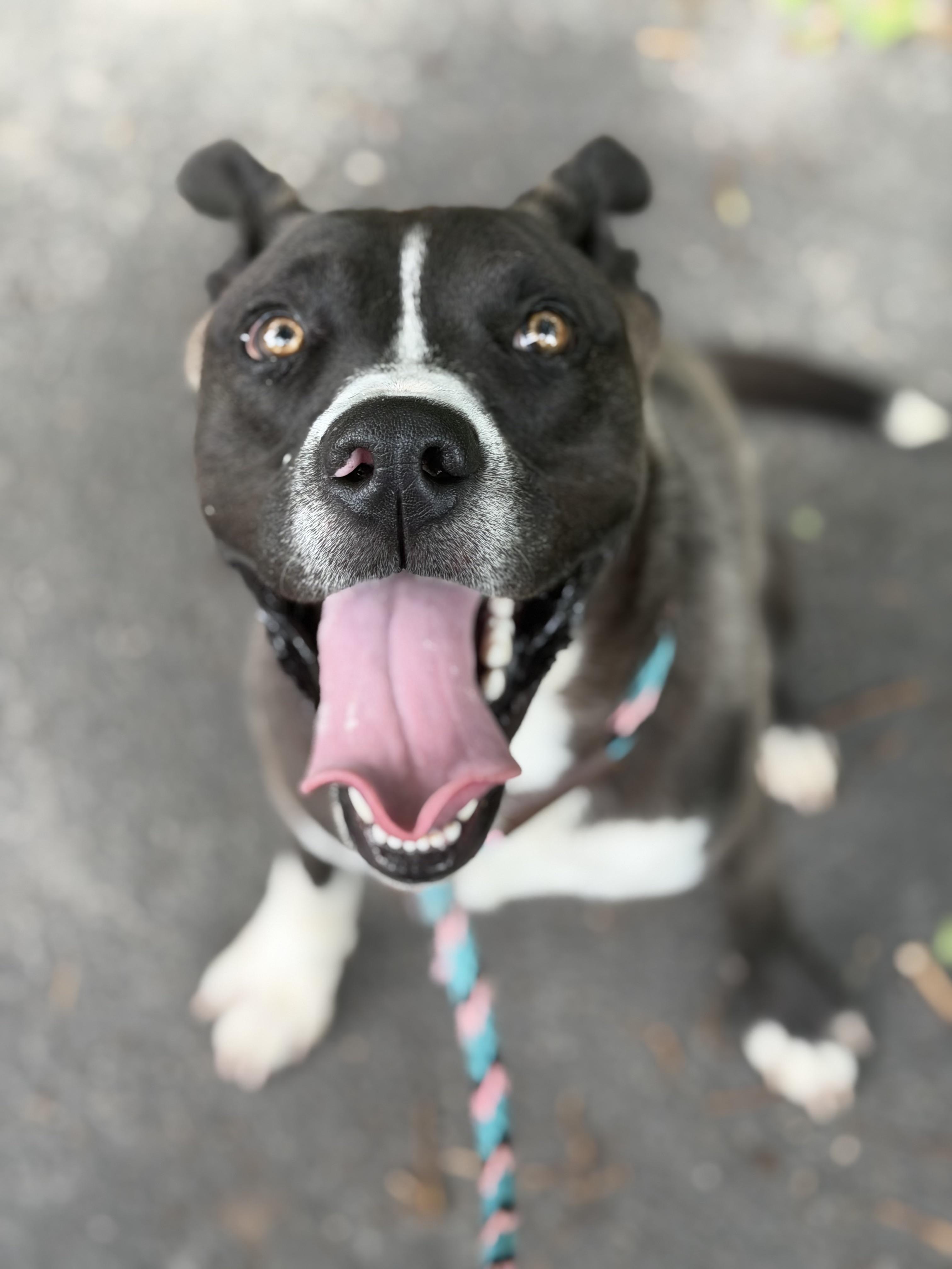 Enlarge Wally, a ADOPTABLE mixed breed in Petersburg, VA image 6/6