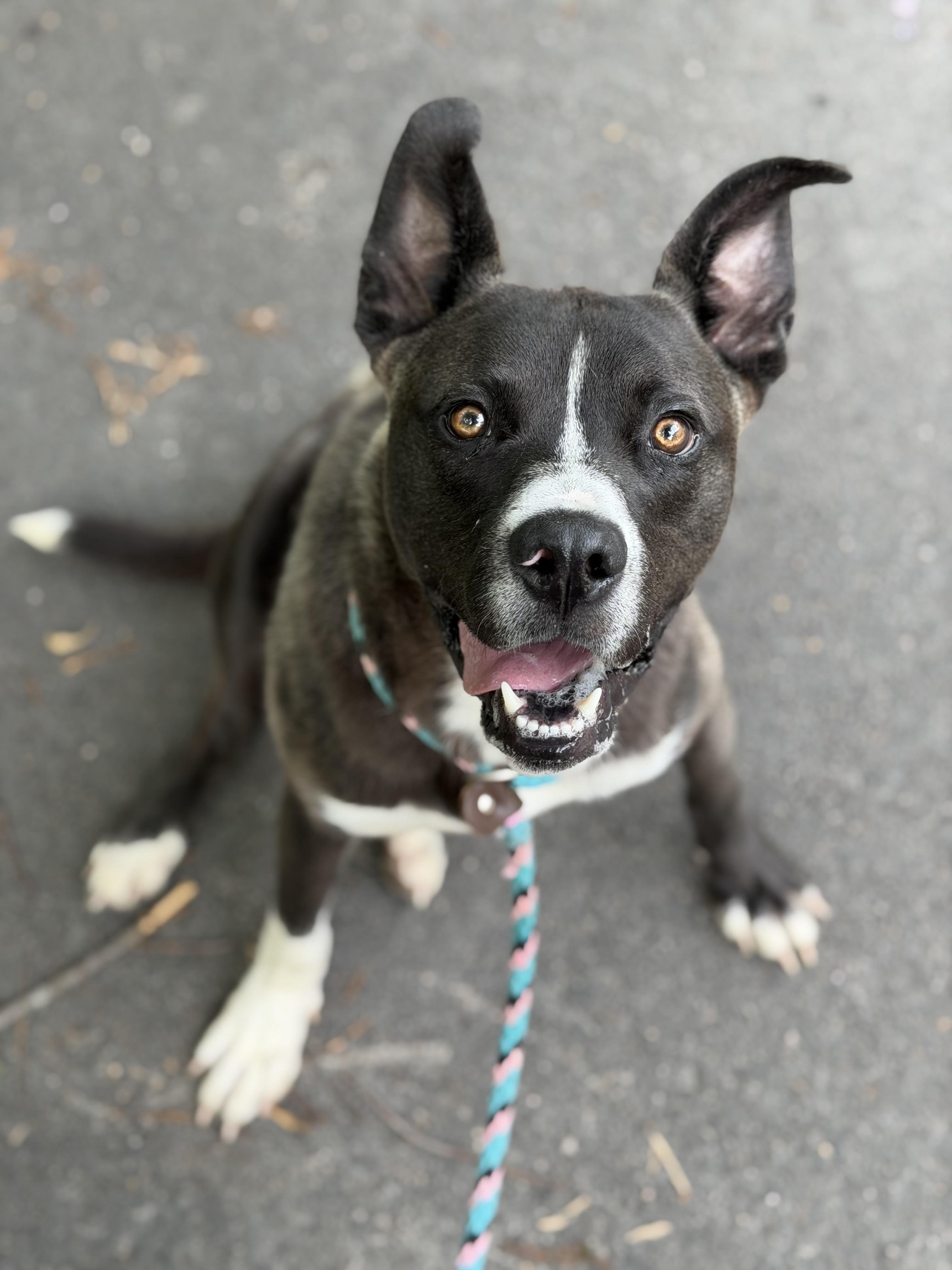 Wally, ADOPTABLE, Puppy Male Husky & Pit Bull Terrier.