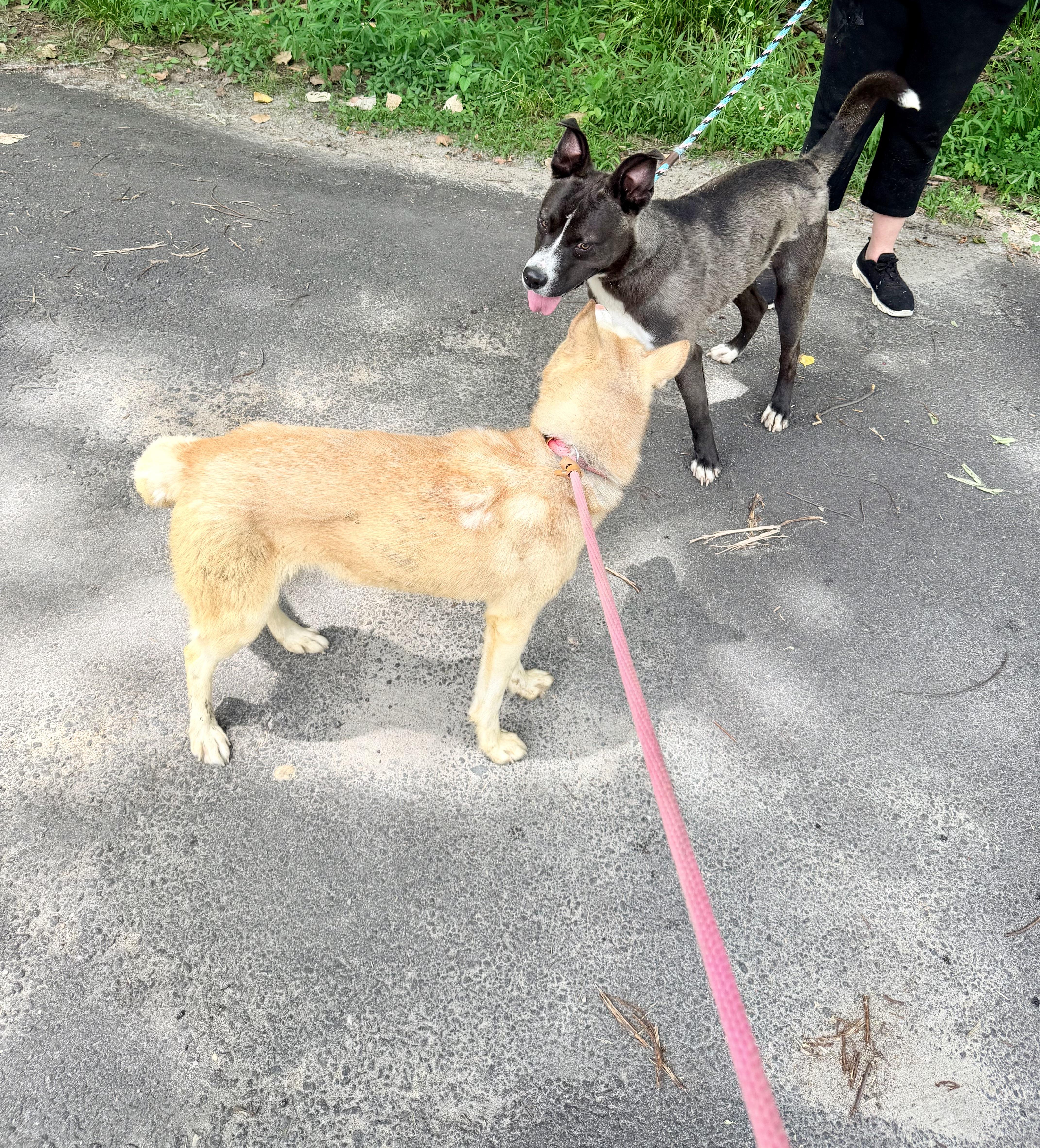 Enlarge Wally, a ADOPTABLE mixed breed in Petersburg, VA image 4/6