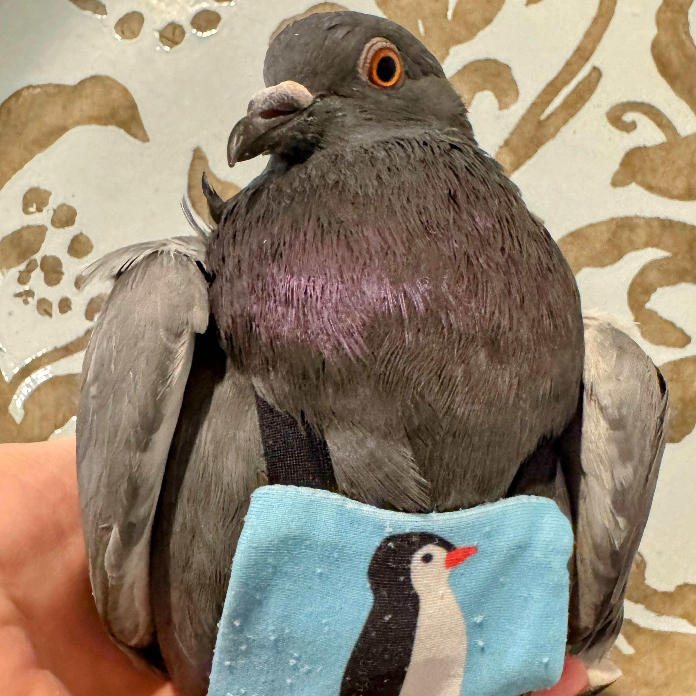 Enlarge Francois, a Adoptable Pigeon in Chicago, IL image 4/4