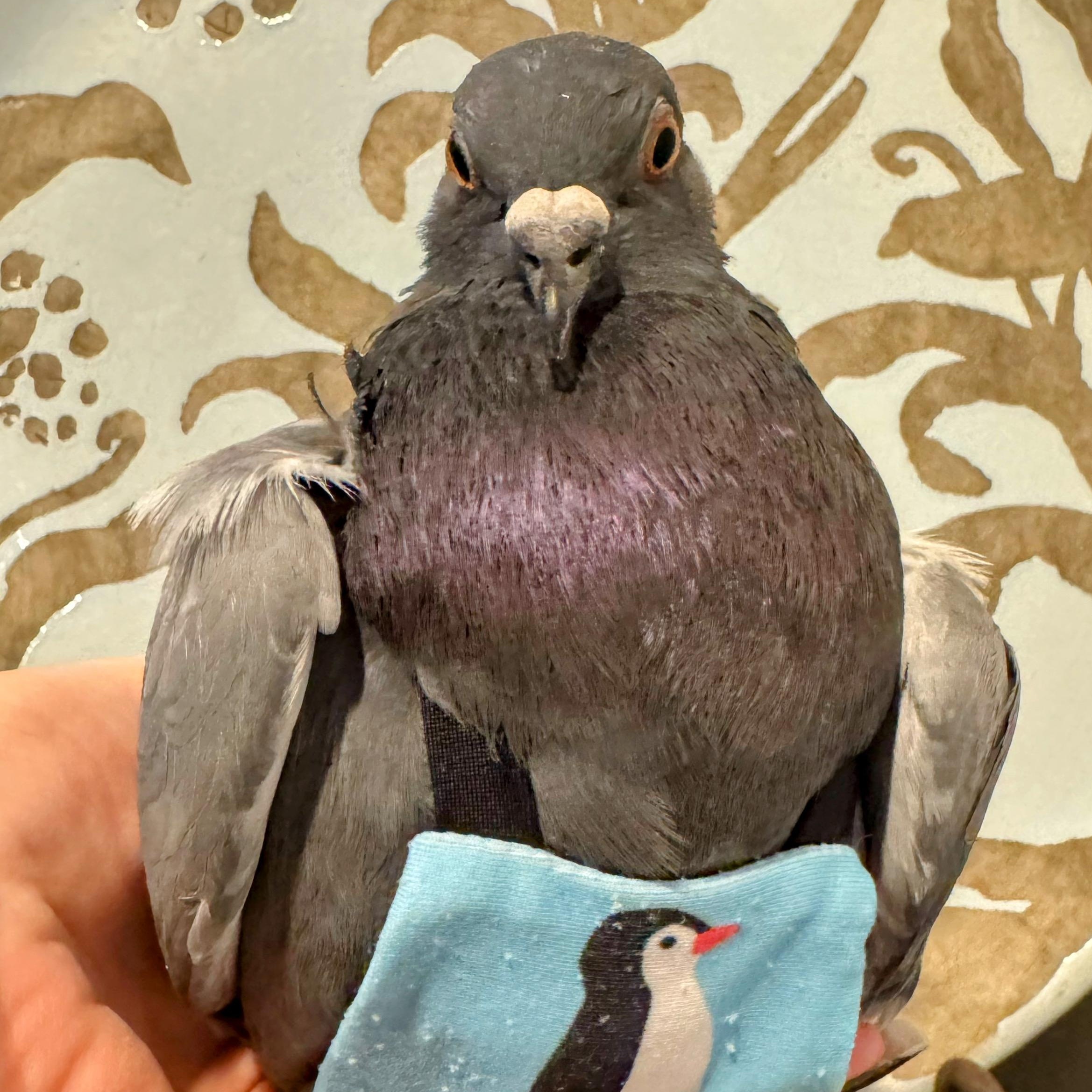 Enlarge Francois, a Adoptable Pigeon in Chicago, IL image 3/4