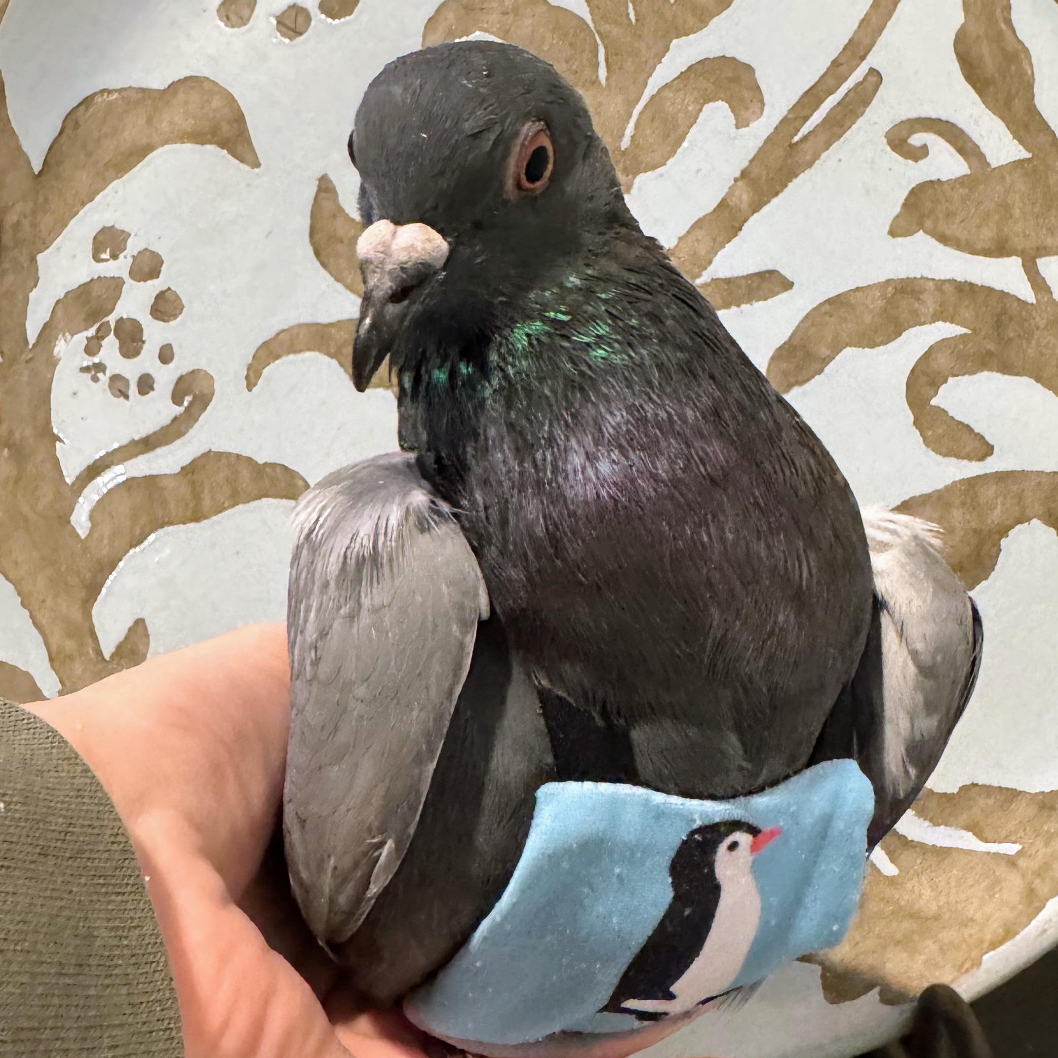 Enlarge Francois, a Adoptable Pigeon in Chicago, IL image 2/4