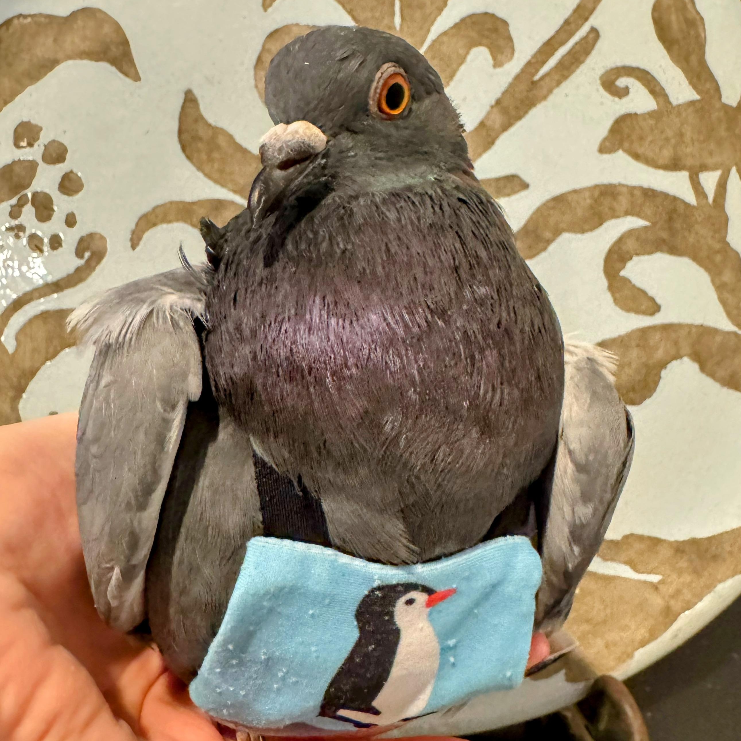 Enlarge Francois, a Adoptable Pigeon in Chicago, IL image 1/4