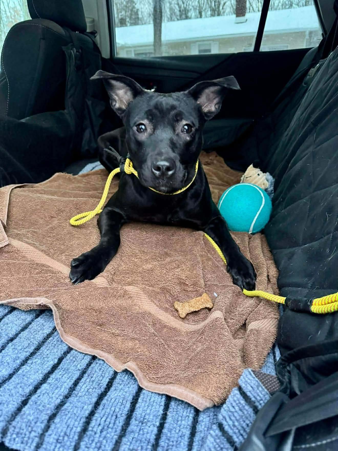 Enlarge Espresso, an adopted mixed breed in Jackson , NJ image 3/6