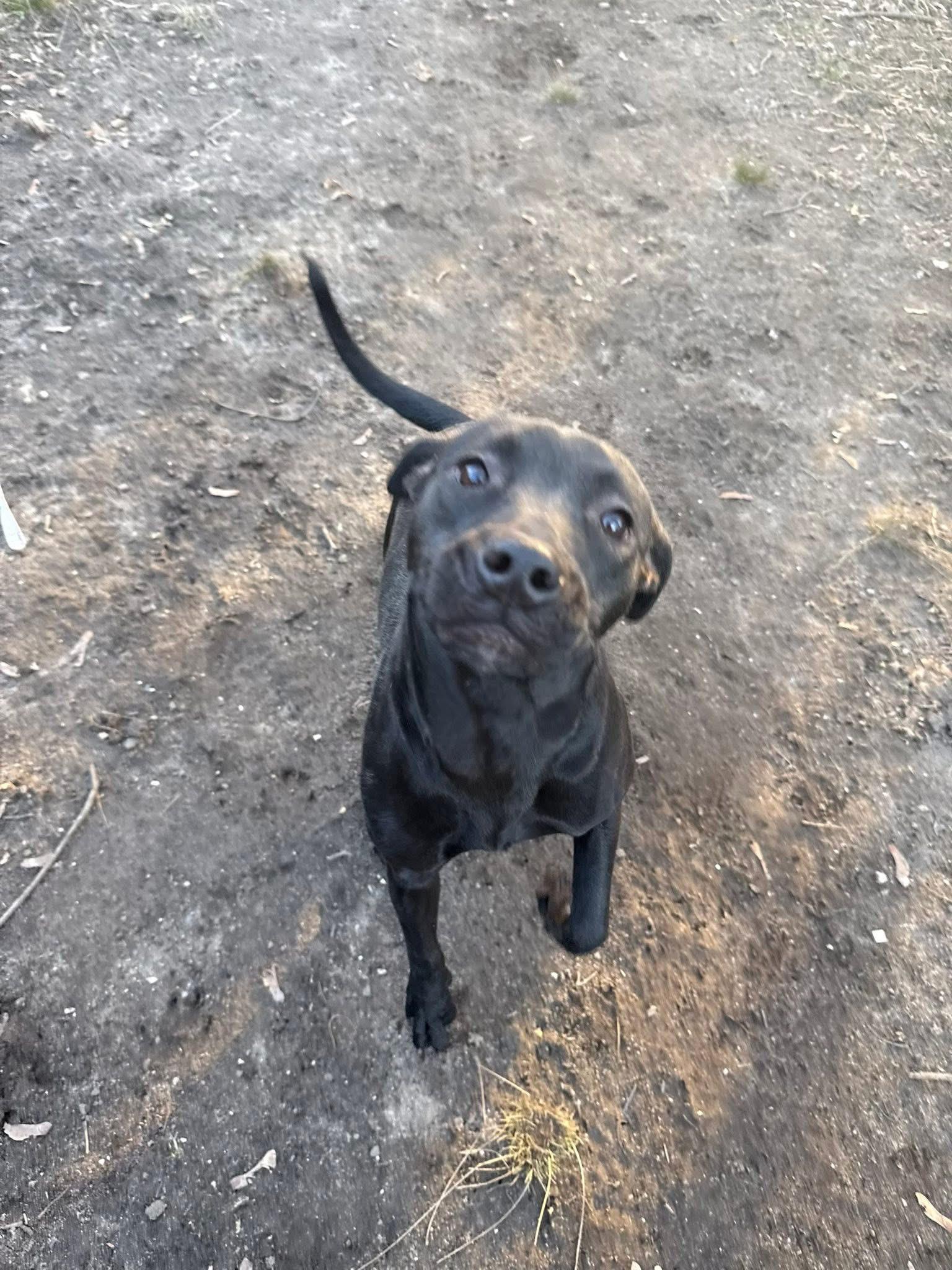 Enlarge Espresso, an adopted mixed breed in Jackson , NJ image 6/6