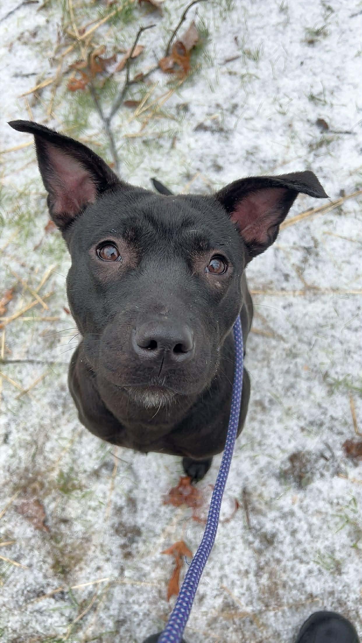 Espresso, ADOPTABLE, Young Female Pit Bull Terrier.