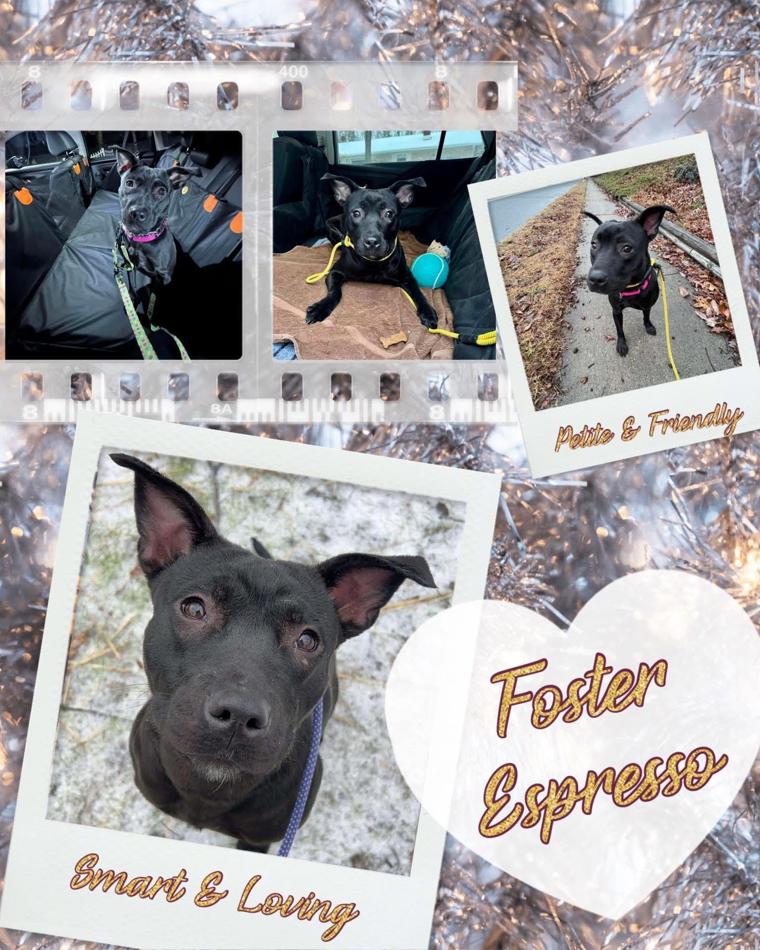 Enlarge Espresso, an adopted mixed breed in Jackson , NJ image 5/6