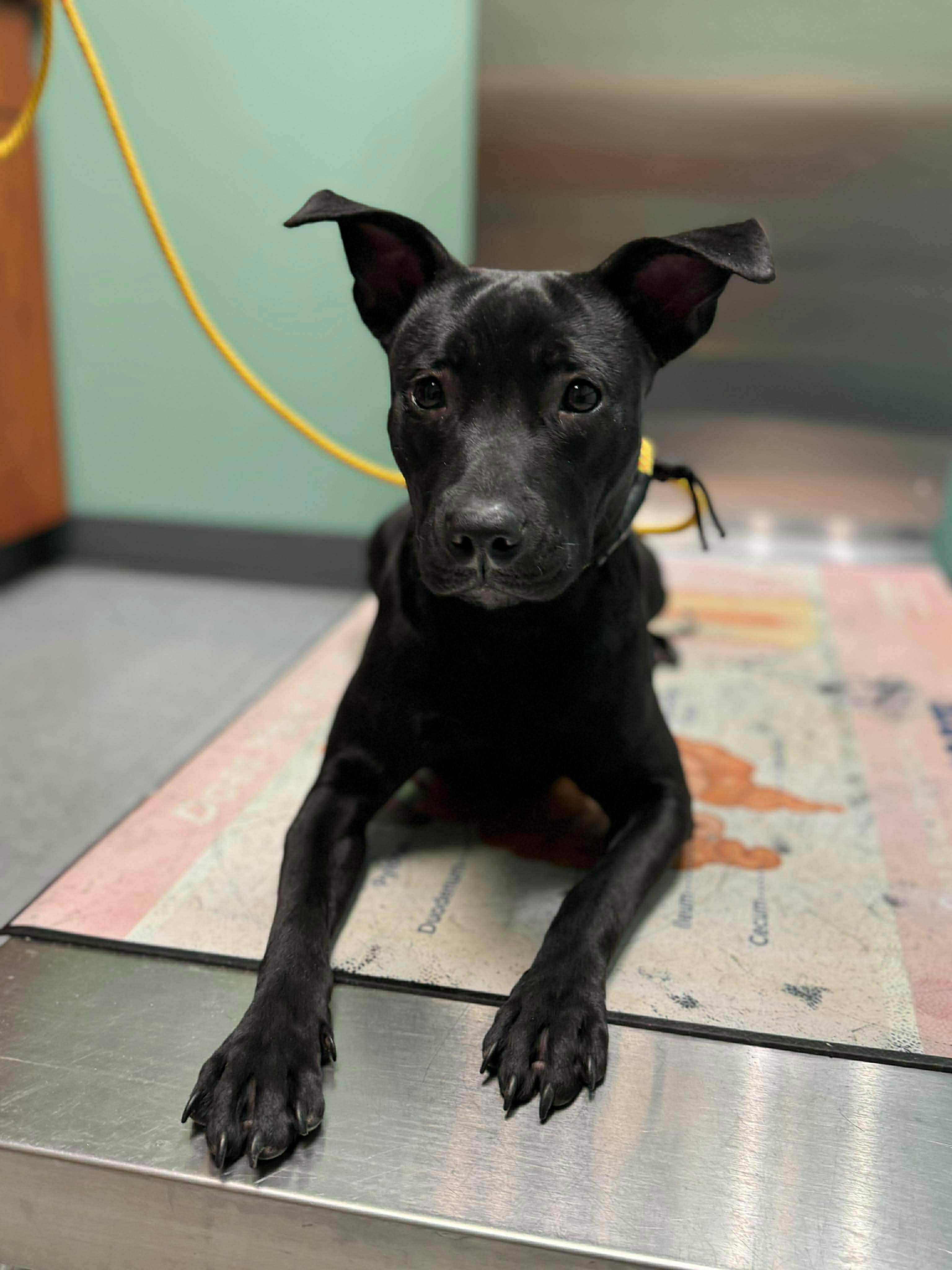 Enlarge Espresso, an adopted mixed breed in Jackson , NJ image 2/6