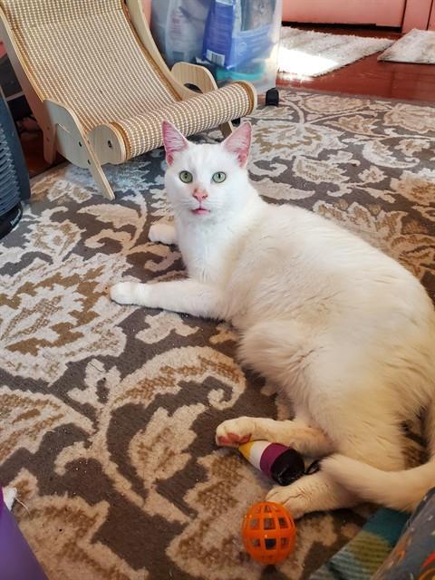 Enlarge SLIM, a Adoptable Domestic Short Hair in Westminster, MD image 1/1