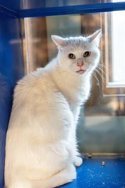 SLIM, Adoptable, Adult Male Domestic Short Hair.