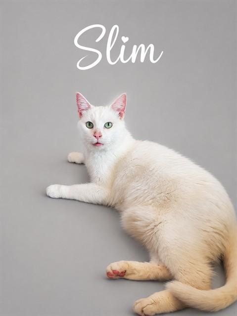 Enlarge SLIM, a Adoptable Domestic Short Hair in Westminster, MD image 1/1