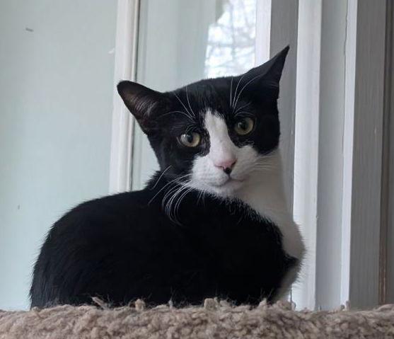Enlarge Tarragon (Shy Friend to Cats), a Adoptable American Shorthair in Pikesville, MD image 1/3