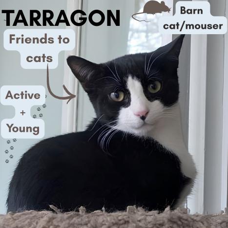 Enlarge Barn Cat/Mouser: Tarragon, a Adoptable American Shorthair in Pikesville, MD image 2/3