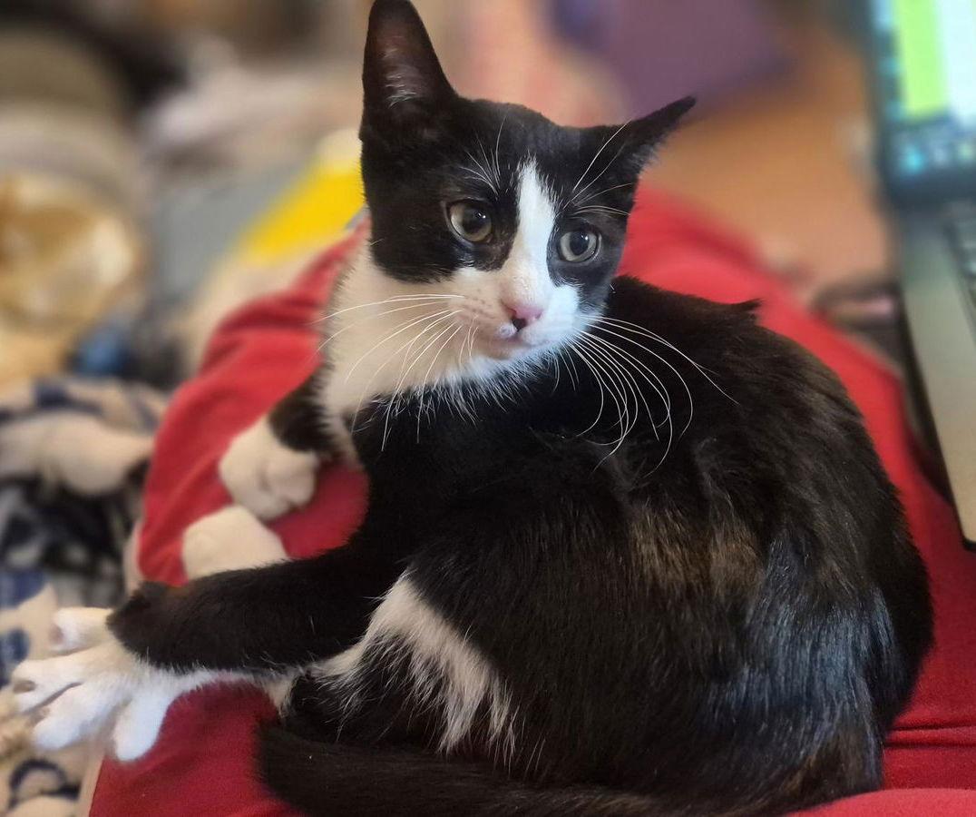 Tarragon (Shy Friend to Cats), Adoptable, Young Male American Shorthair.