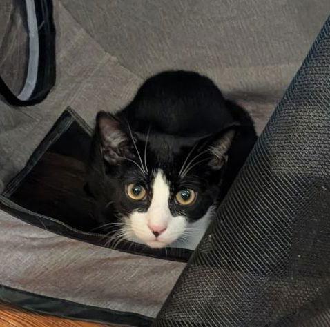 Enlarge Tarragon (Shy Friend to Cats), a Adoptable American Shorthair in Pikesville, MD image 3/3