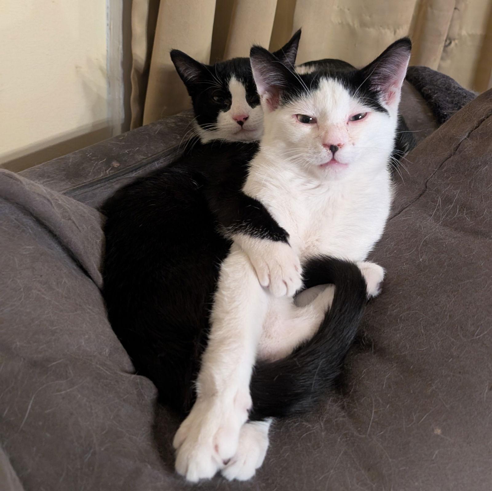 Tarragon (Shy Friend to Cats), a Adoptable American Shorthair in Pikesville, MD image 3/3