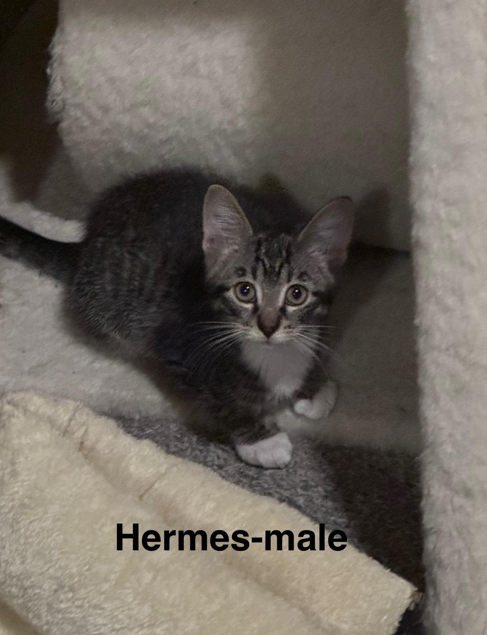 Hermes, ADOPTABLE, Kitten Male Tabby.
